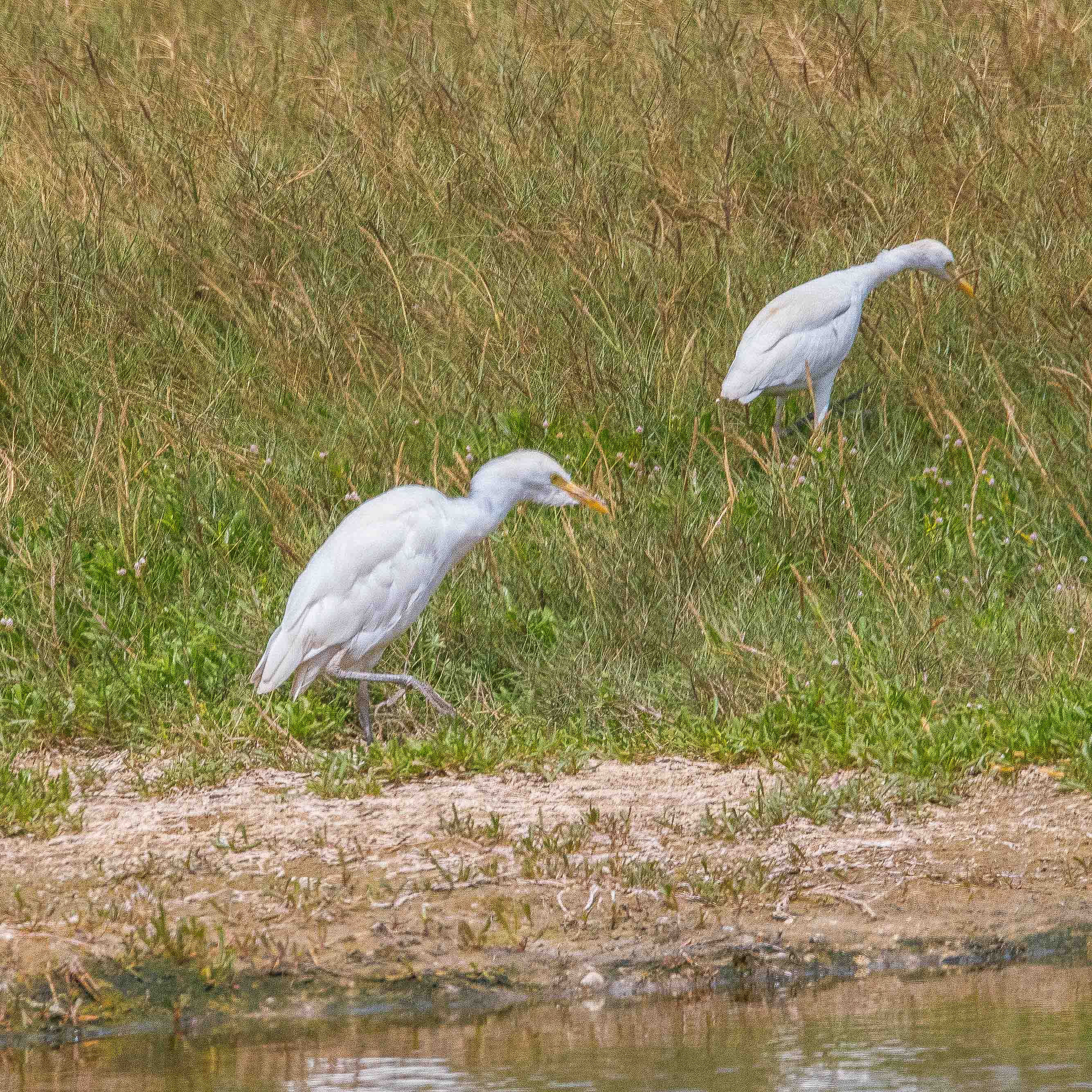 Hérons Garde-boeufs (Western Cattle-egrets, Bubulcus ibis) adultes en plumage internuptial, Technopole de Pikine, Dakar, Sénégal.